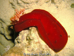 Red Nudibranch by Hisham Elshafie 
